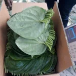 Betel Leaf Pan