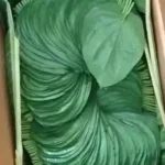 Betel Leaf Pan 2