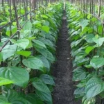 Betel-Leaf-farming2
