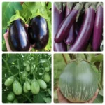 Brinjal