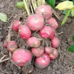 New Potato