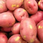 Potato-02