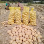 Potato-03
