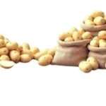 Potato