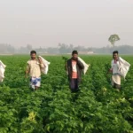 Potato Field