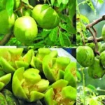 Amra Hog Plum