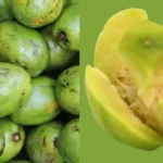 Amra Hog Plum1