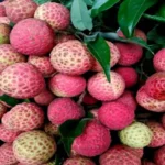 Lychi