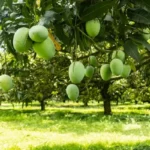 Mango tree