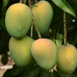 Mango2