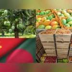 Mango3