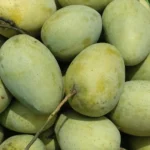 Surma Fazli