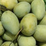 Surma Fazli