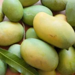 amrapali-mango