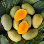 amrapalimango1